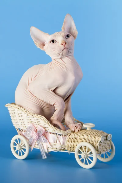 Young canadian sphinx cat — Stock Photo, Image