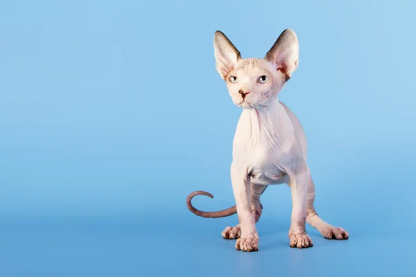 Young canadian sphinx cat — Stock Photo, Image