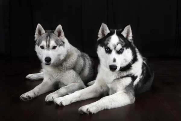 Raça de cão trenó do norte Husky — Fotografia de Stock