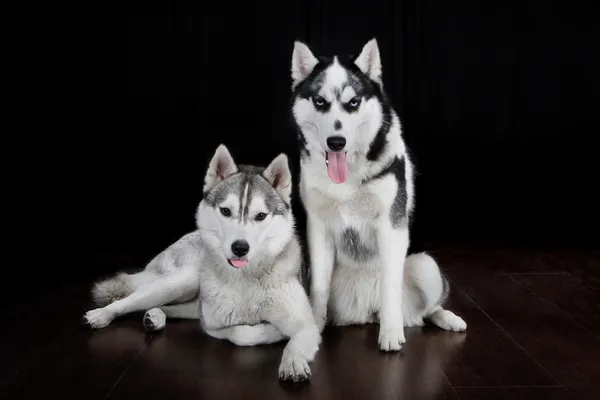 Crianza de perros de trineo del norte Husky —  Fotos de Stock