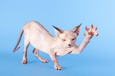 Genç Kanadalı Sfenks kedisi