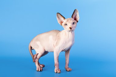 Genç Kanadalı Sfenks kedisi