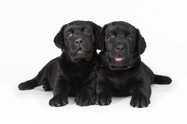 Beyaz labrador retriever köpek yavrusu