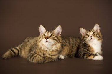 Kuril Bobtail