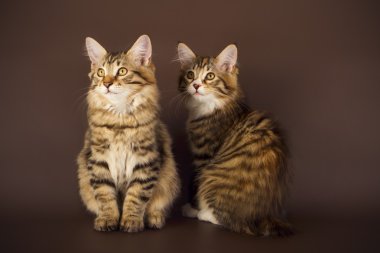 Kuril Bobtail