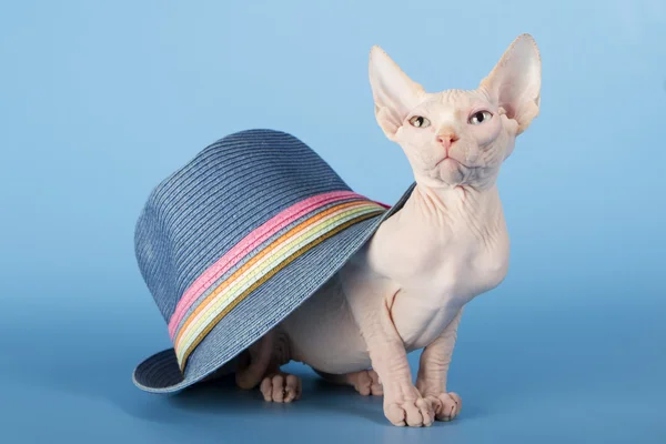 Young canadian sphinx cat — Stock Photo, Image