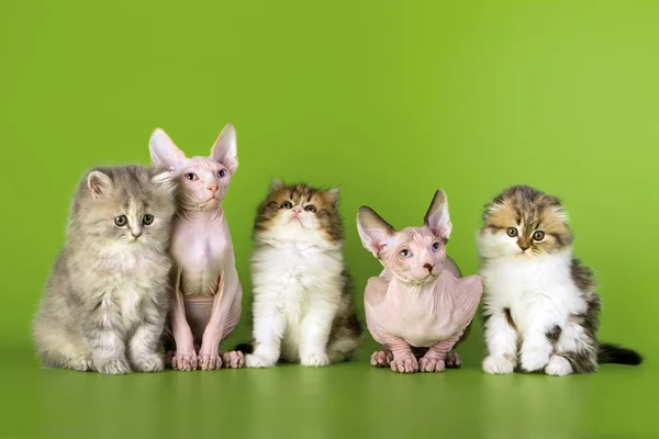 Pět koťata různých plemen. — Stock fotografie