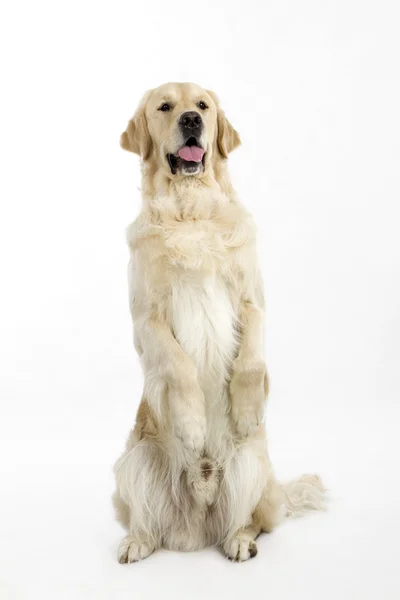 Golden retriever — Stock Photo, Image