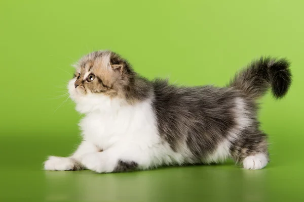 Scottish cat on a green background — Stock Photo, Image