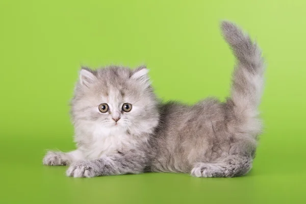 Scottish cat on a green background — Stock Photo, Image