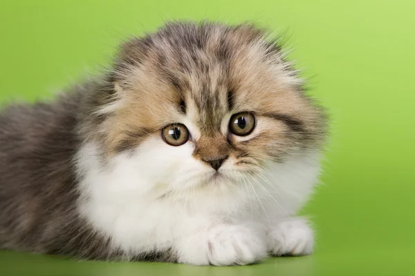 Scottish cat on a green background — Stock Photo, Image