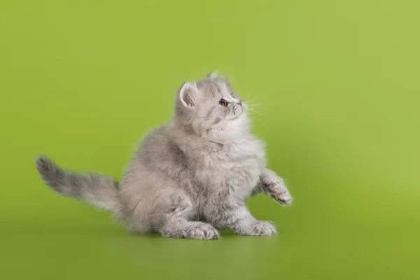 Schottische Katze auf grünem Hintergrund — Stockfoto