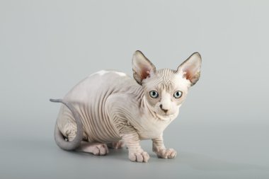 Kanadalı sphynx kedi