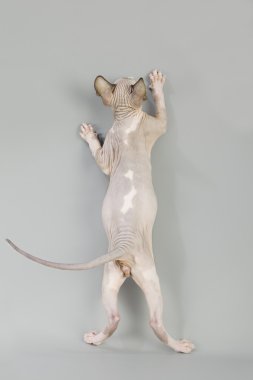 Kanadalı sphynx kedi