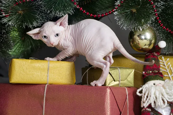 Kanadai sphynx macska — Stock Fotó