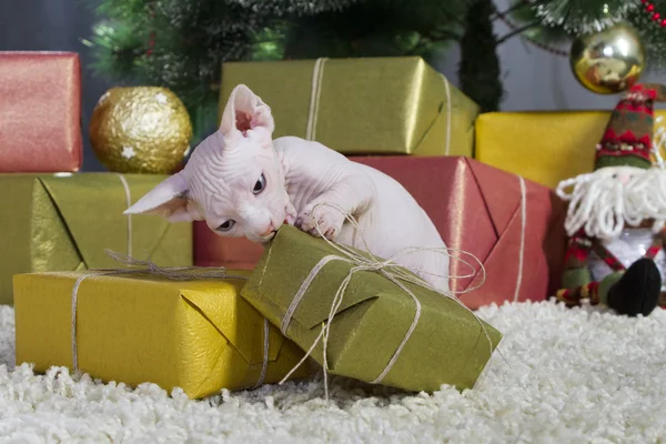 Gato esfinge canadiense — Foto de Stock