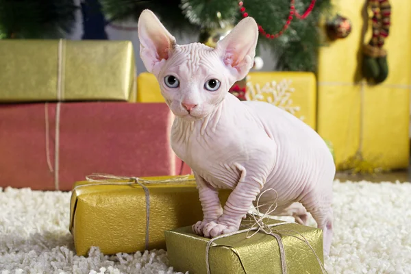 Kanadalı sphynx kedi