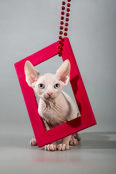 Kanadský sphynx kočka — Stock fotografie