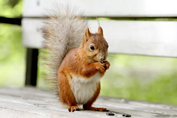 Kızıl sincap, sciurus vulgaris