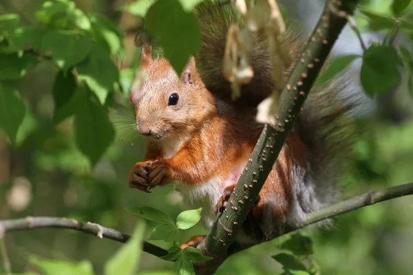 Esquilo vermelho, Sciurus vulgaris — Fotografia de Stock
