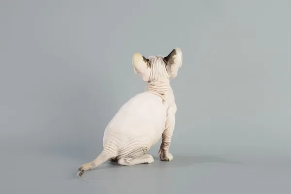 Kot Sfinks kanadyjski — Zdjęcie stockowe