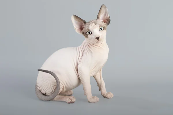 Kanadalı sphynx kedi — Stok fotoğraf