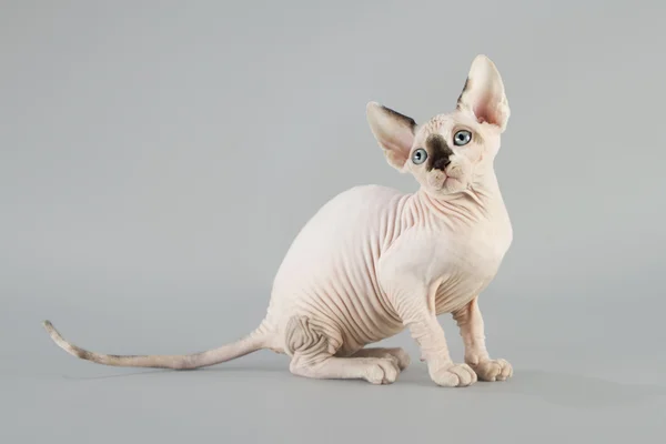 Kanadalı sphynx kedi — Stok fotoğraf