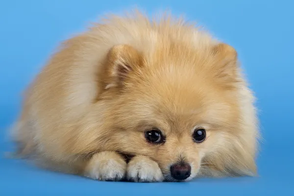 Pomeranian spitz — Stock Photo, Image