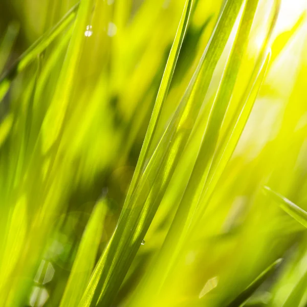 Fresh green grass in sunshine — Stock Photo, Image