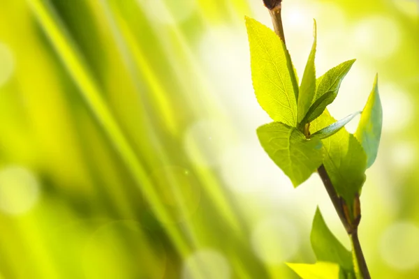 Frische und grüne Blätter — Stockfoto