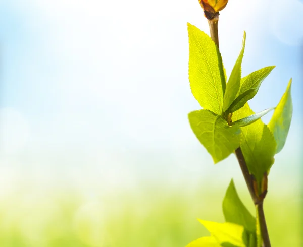 Verse en groene bladeren — Stockfoto