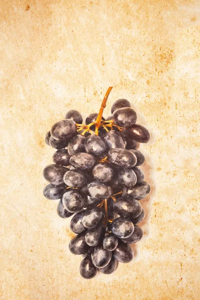 Bunch of grapes on old paper sheet — Stock Photo, Image