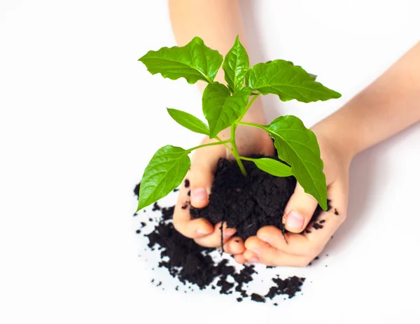 Pequeña planta en las manos del niño — Foto de Stock