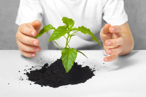 Pequeña planta en las manos del niño —  Fotos de Stock