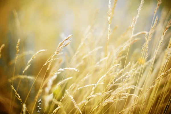 The field blur — Stock Photo, Image