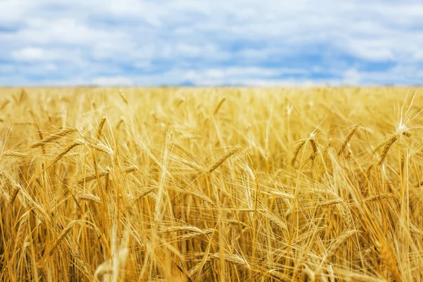 Campo de trigo — Fotografia de Stock