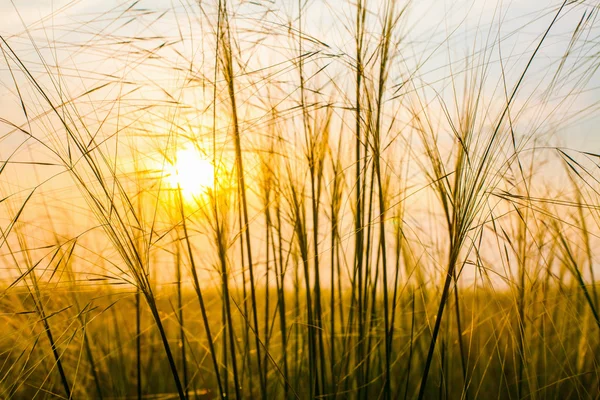 穀物の背後に夕日 — ストック写真