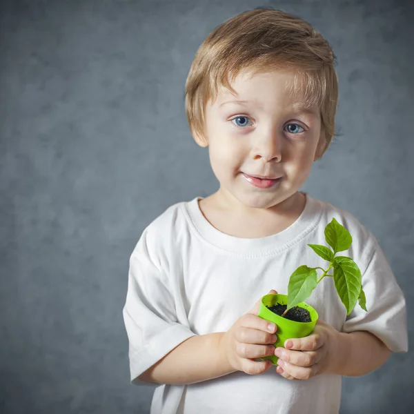 Portrait de drôle de petit garçon avec des plantes de fenêtre — Photo