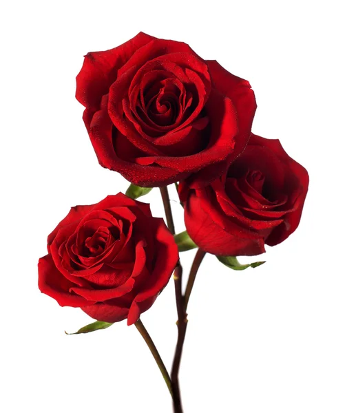 Tre rose rosse scure — Foto Stock