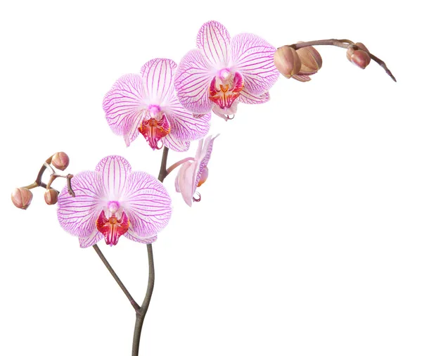 Розовая орхидея изолирована на белом — стоковое фото