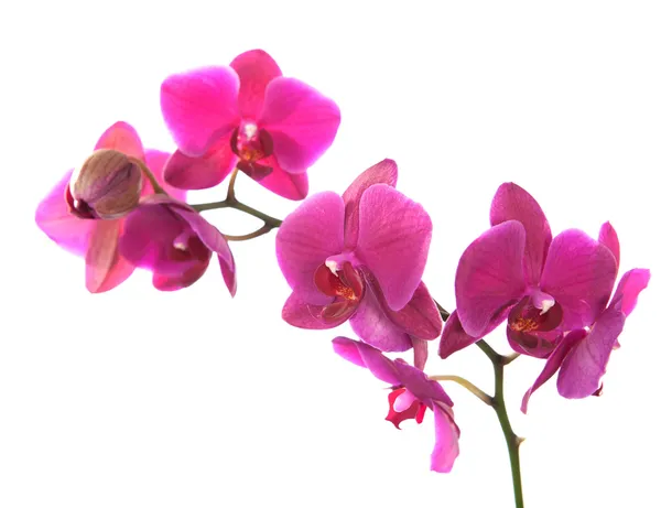 Orquídea rosa isolada em branco — Fotografia de Stock