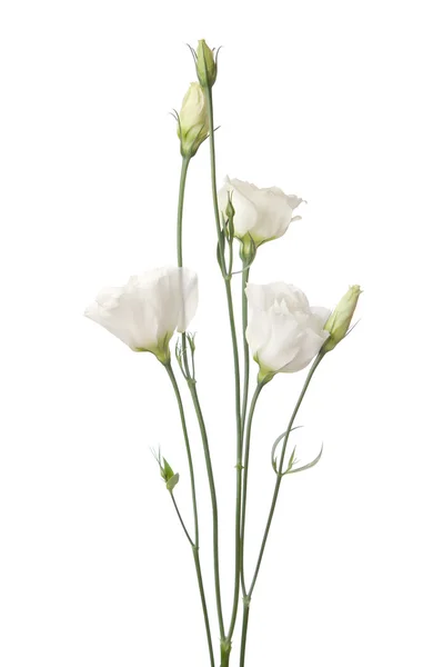 白色的花朵隔离在白色的花朵上 — 图库照片