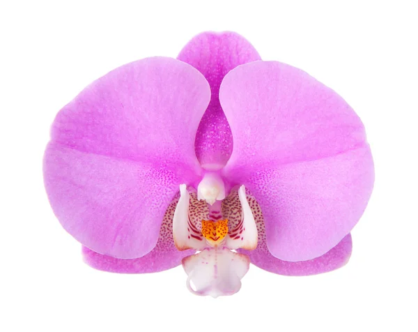 Nahaufnahme der schönen rosa Orchideenblume — Stockfoto