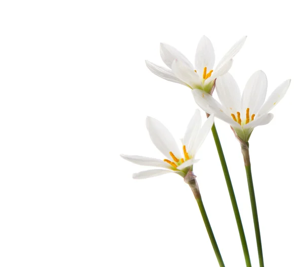 Vita liljor på vit bakgrund — Stockfoto