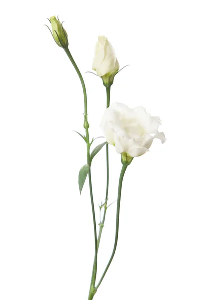 Flores blancas aisladas en blanco — Foto de Stock