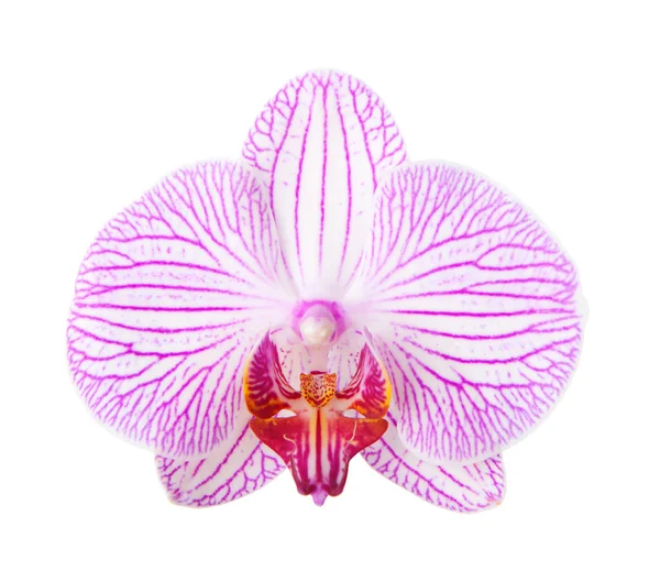 Primo piano di bel fiore rosa del Orchid su sfondo bianco — Foto Stock