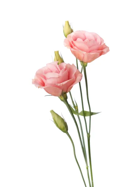 Pink flowers, Eustoma — Stock Photo, Image