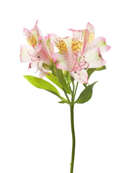 Alstroemeria — Fotografia de Stock