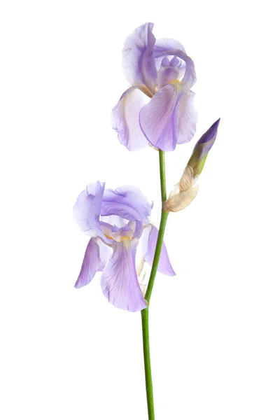 Iris — Stock fotografie