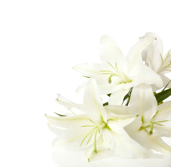 Ett fragment av vita liljor — Stockfoto